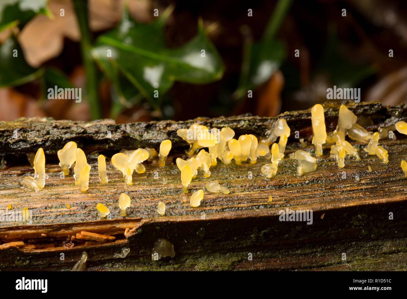 Pale stagshorn fungi, Calocera pallidospathulata, growing on a fallen branch in the New Forest Hampshire England UK GB Stock Photo