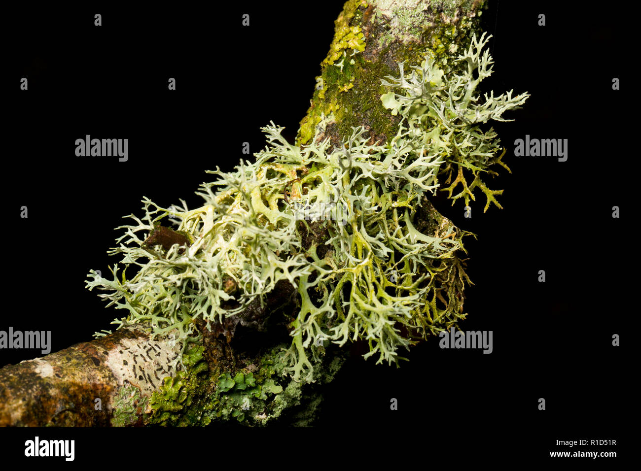 Oak moss, Evernia prunastri, growing on an oak branch in the New Forest. Oak moss is an example of a lichenised fungi. Lichens are very sensitive to a Stock Photo