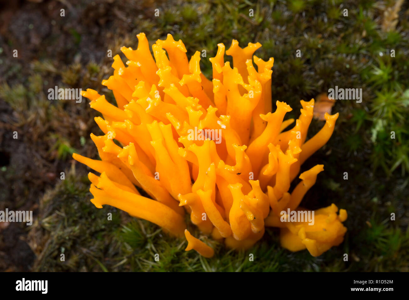 Yellow stagshorn fungi, Calocera viscosa, growing on a rotten tree stump in the New Forest in Hampshire England UK GB Stock Photo