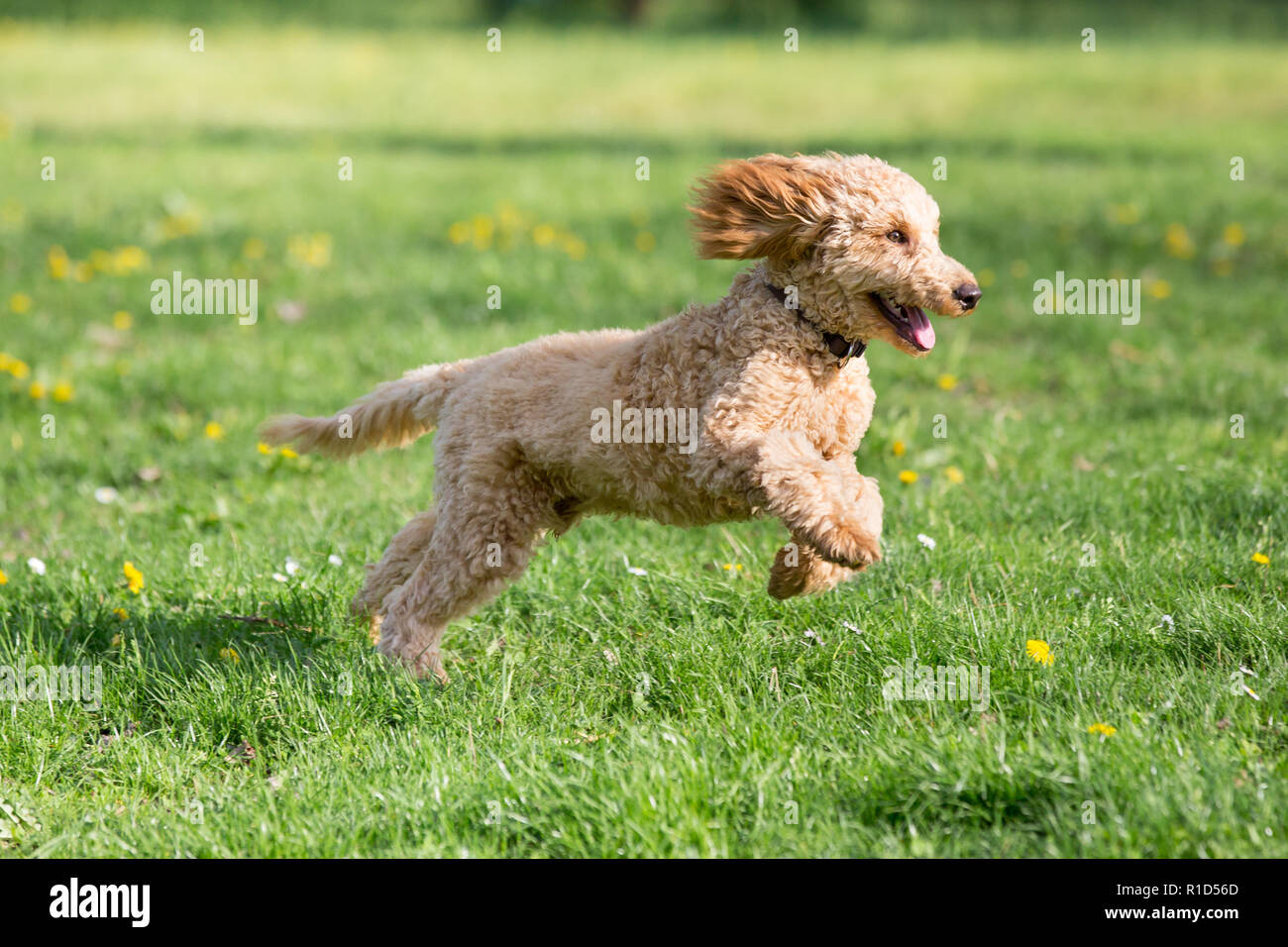 poodles running