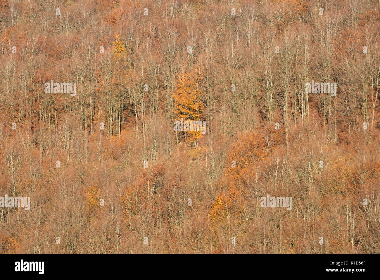 Colours of Autumn in November show in this wood largely consisting of beech trees, Fagus sylvatica, growing on slopes in North Dorset England UK GB Stock Photo