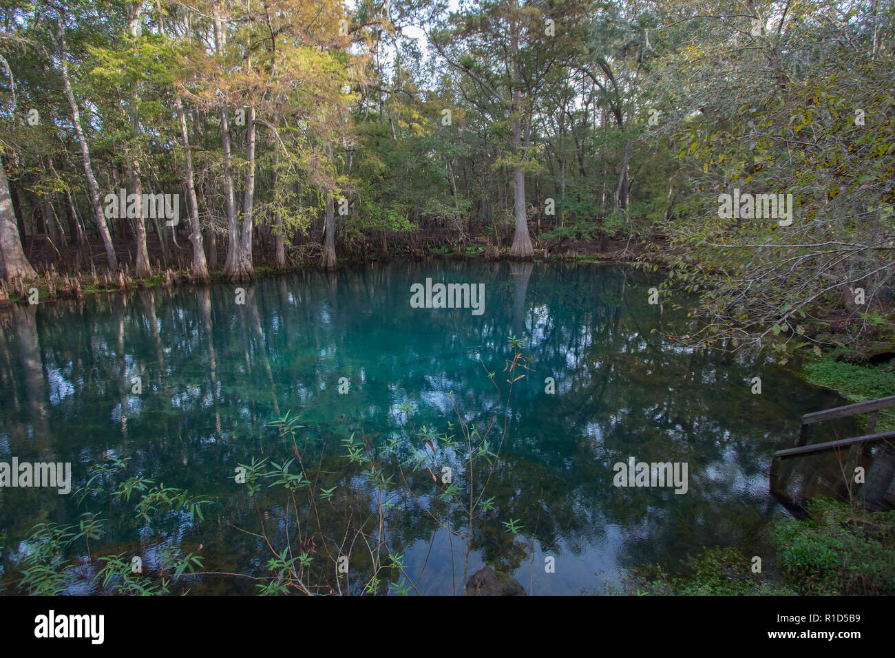 Manatee Springs State Park, Chiefland, Florida Stock Photo - Alamy