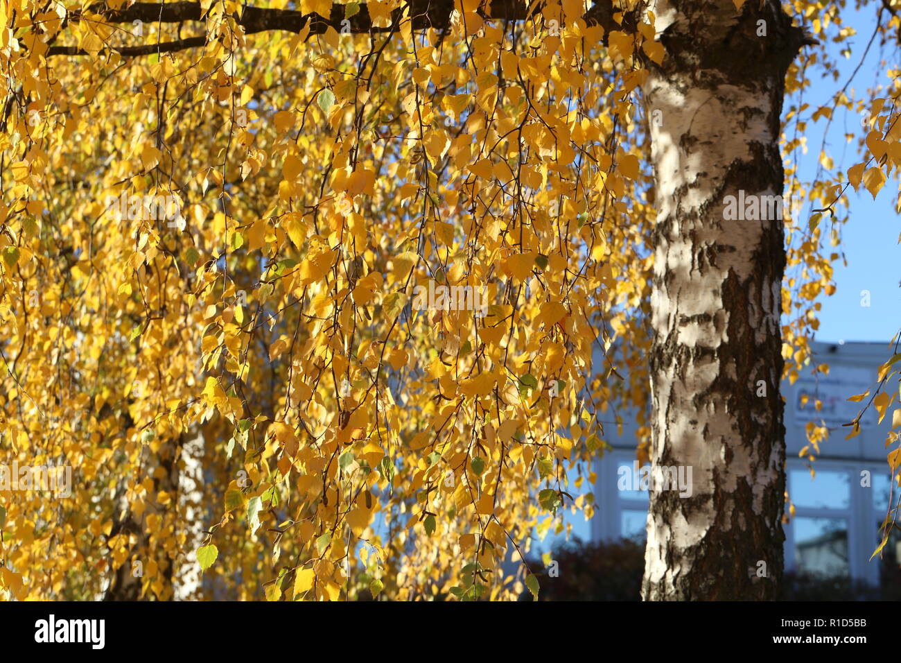 Golden foliage bright autumn hi-res stock photography and images - Alamy