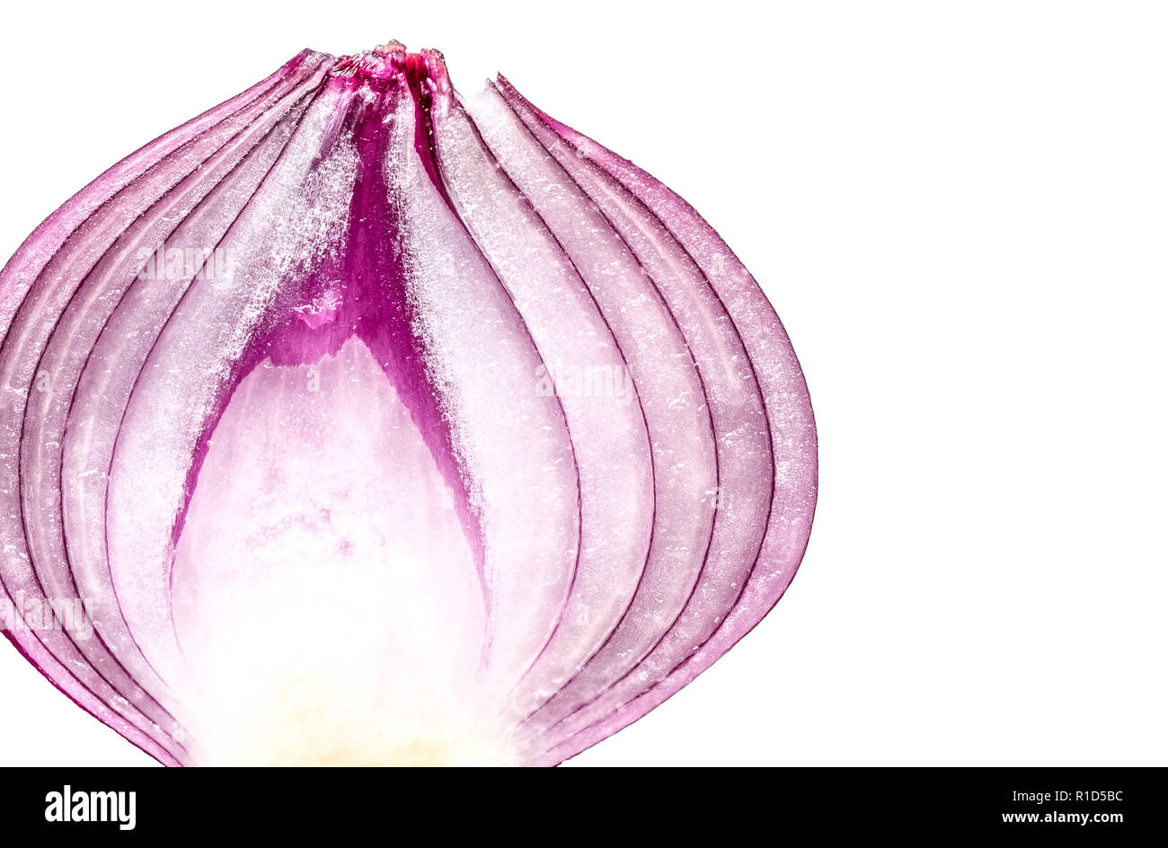 Onion slice in cross section hi-res stock photography and images - Alamy