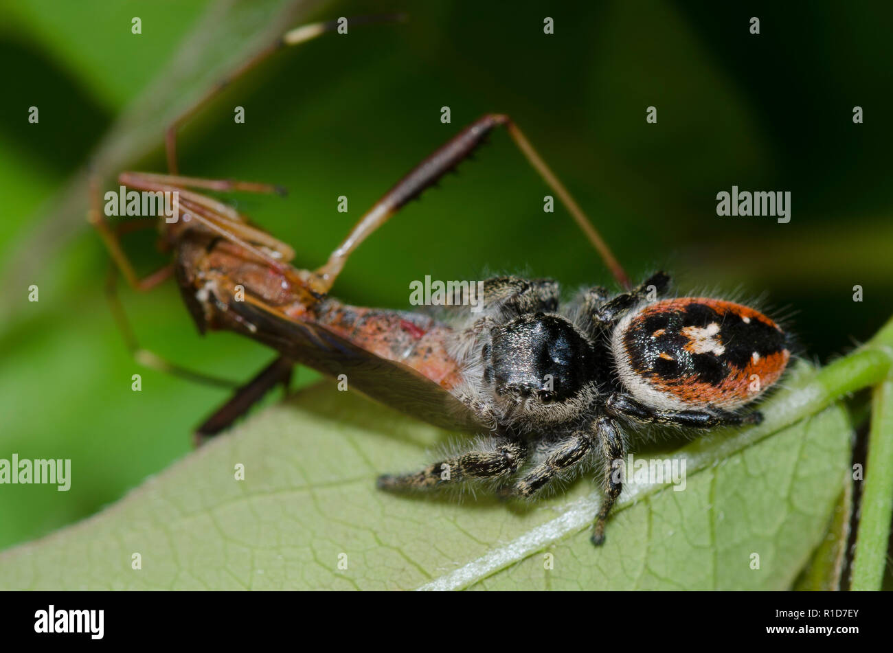 Jumping Spider, Phidippus insignarius, female with Broad-headed Bug,Megalotomus quinquespinosus, prey Stock Photo