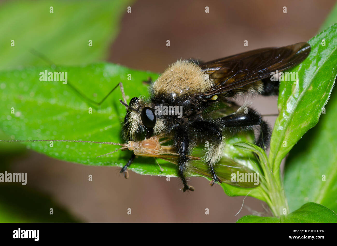 Bee-like Robber Fly, Laphria macquarti, with crane fly, Family Tipulidae, prey Stock Photo