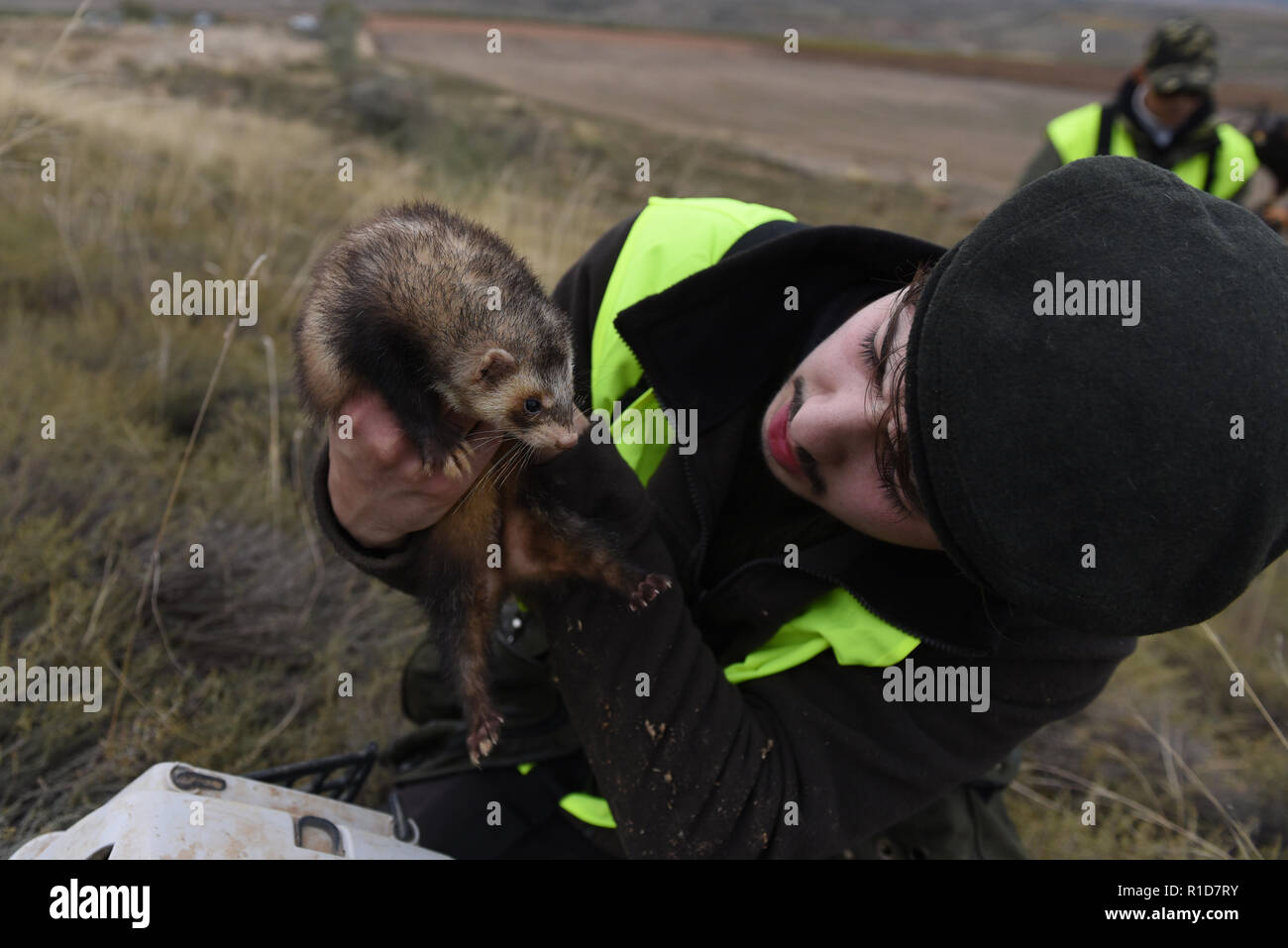 Ferret hunting rabbits hires stock photography and images Alamy