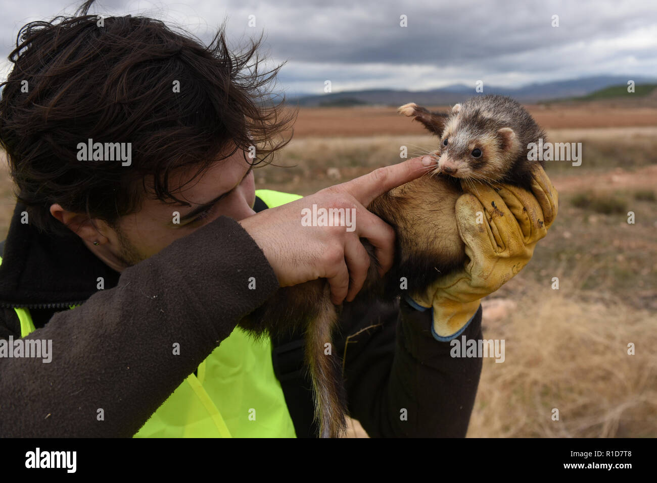 Ferret hunting rabbits hires stock photography and images Alamy
