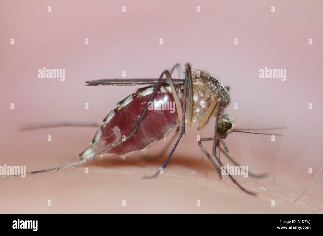 Mosquito, Family Culicidae, female biting human skin and getting engorged  with blood Stock Photo - Alamy