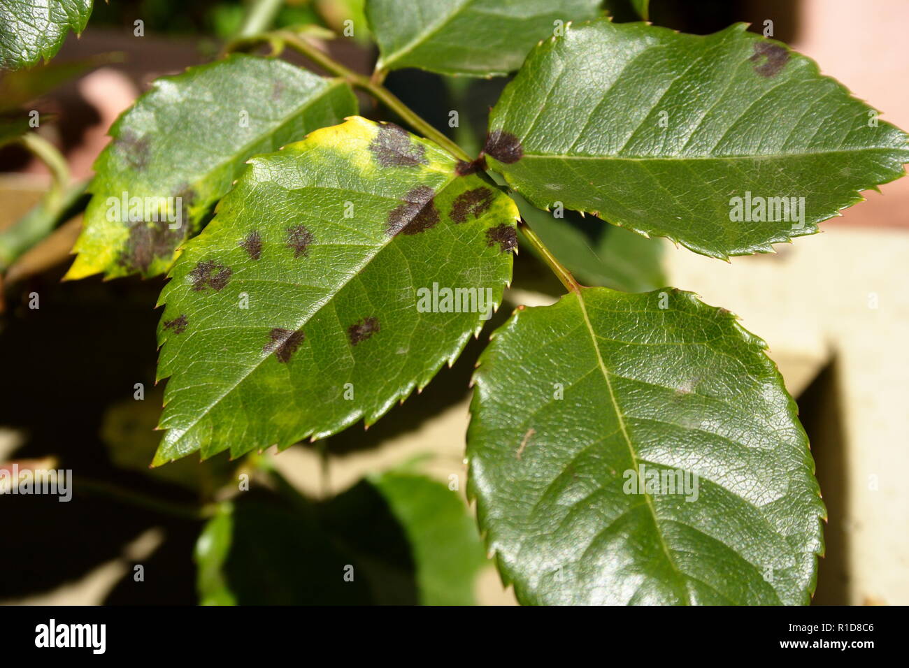Rose Leaf Black Spot Stock Photo Alamy