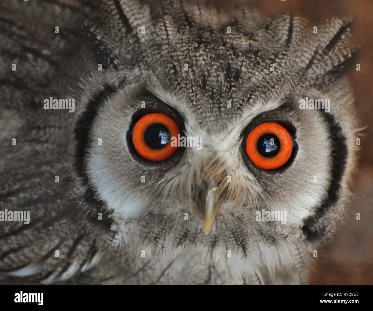 Northern White-faced Owl (Ptilopsis leucotis), a species of owl found in northern Africa. Stock Photo