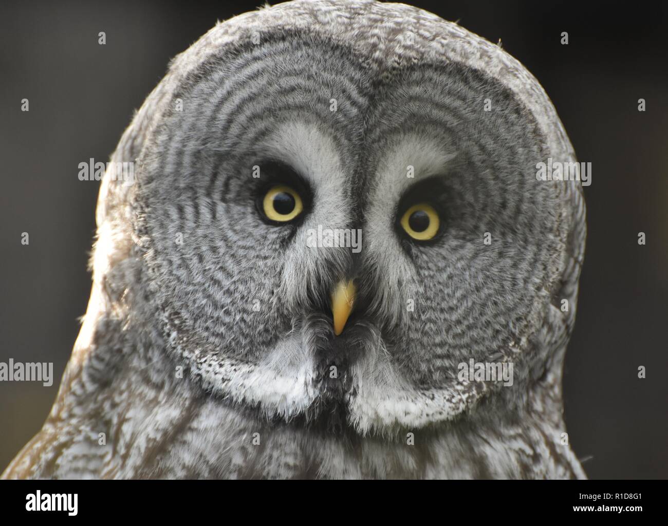 Closeup portrait of a Great Grey Owl (Strix nebulosa), the world's largest owl species Stock