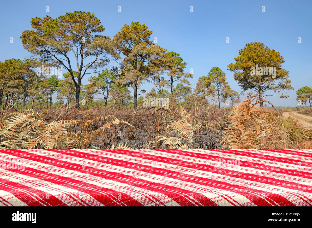 Outdoor Picnic Background with Picnic Table. Stock Photo