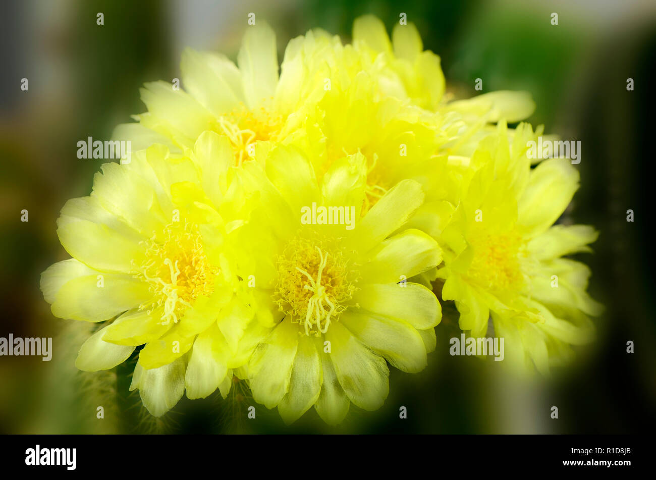 Parodia magnifica or Notocactus magnificus with yellow flower blossom. Stock Photo