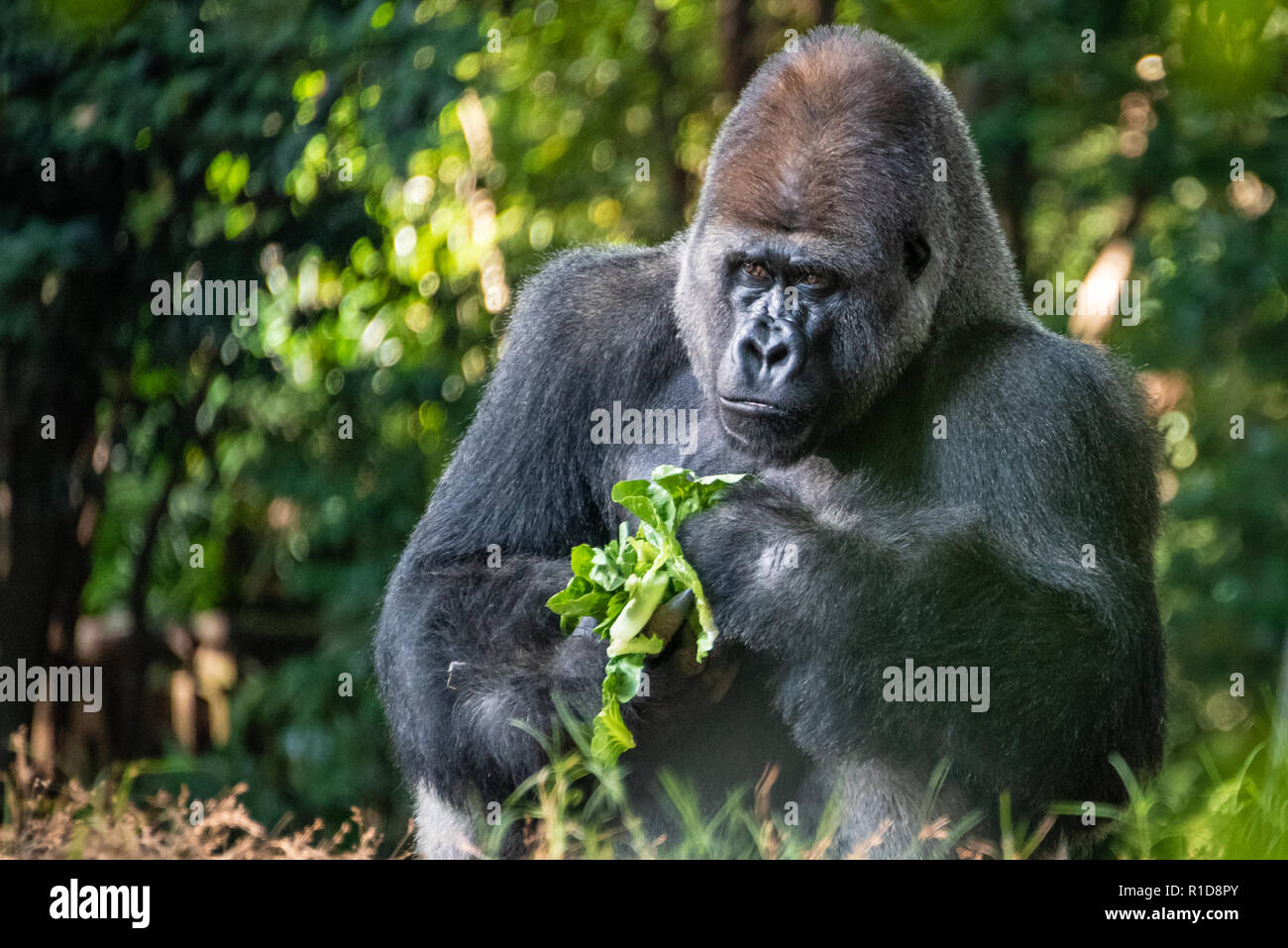 Silverback western lowland gorilla sitting down to eat at Zoo Atlanta in Atlanta, Georgia. (USA) Stock Photo