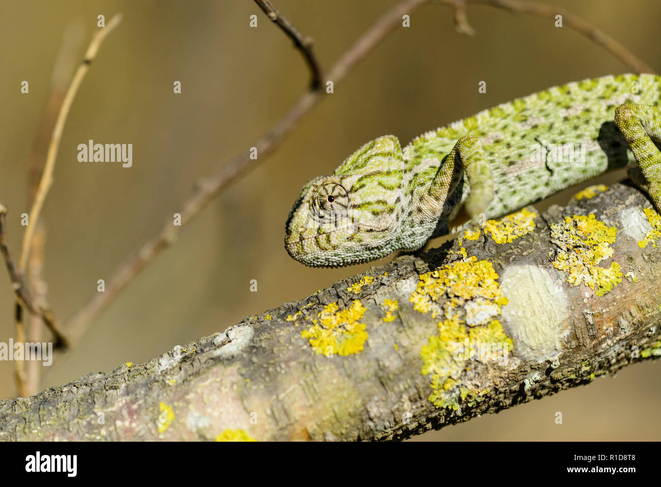 Mediterranean Chameleon (Chameleo chameleon) Stock Photo