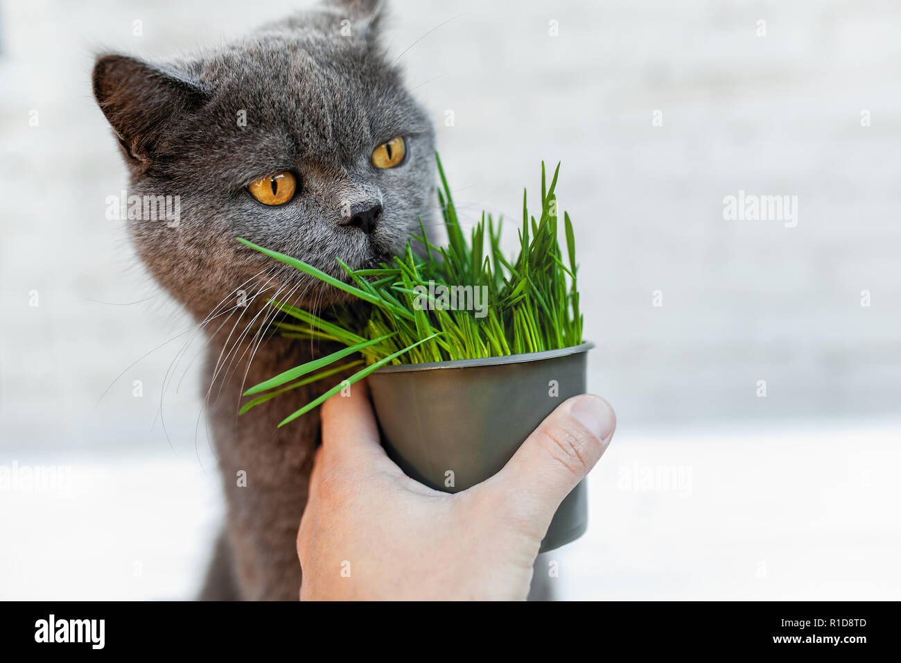 British Shorthair cat He eats useful vitaminrich grass in a pot from a