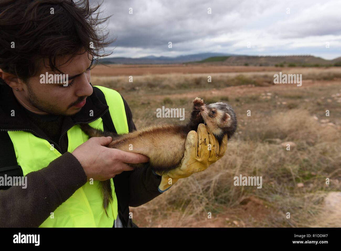 Ferret hunting rabbits hires stock photography and images Alamy