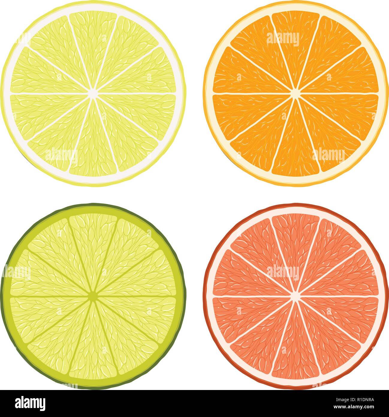vector lime, lemon, grapefruit and orange slices isolated on white ...