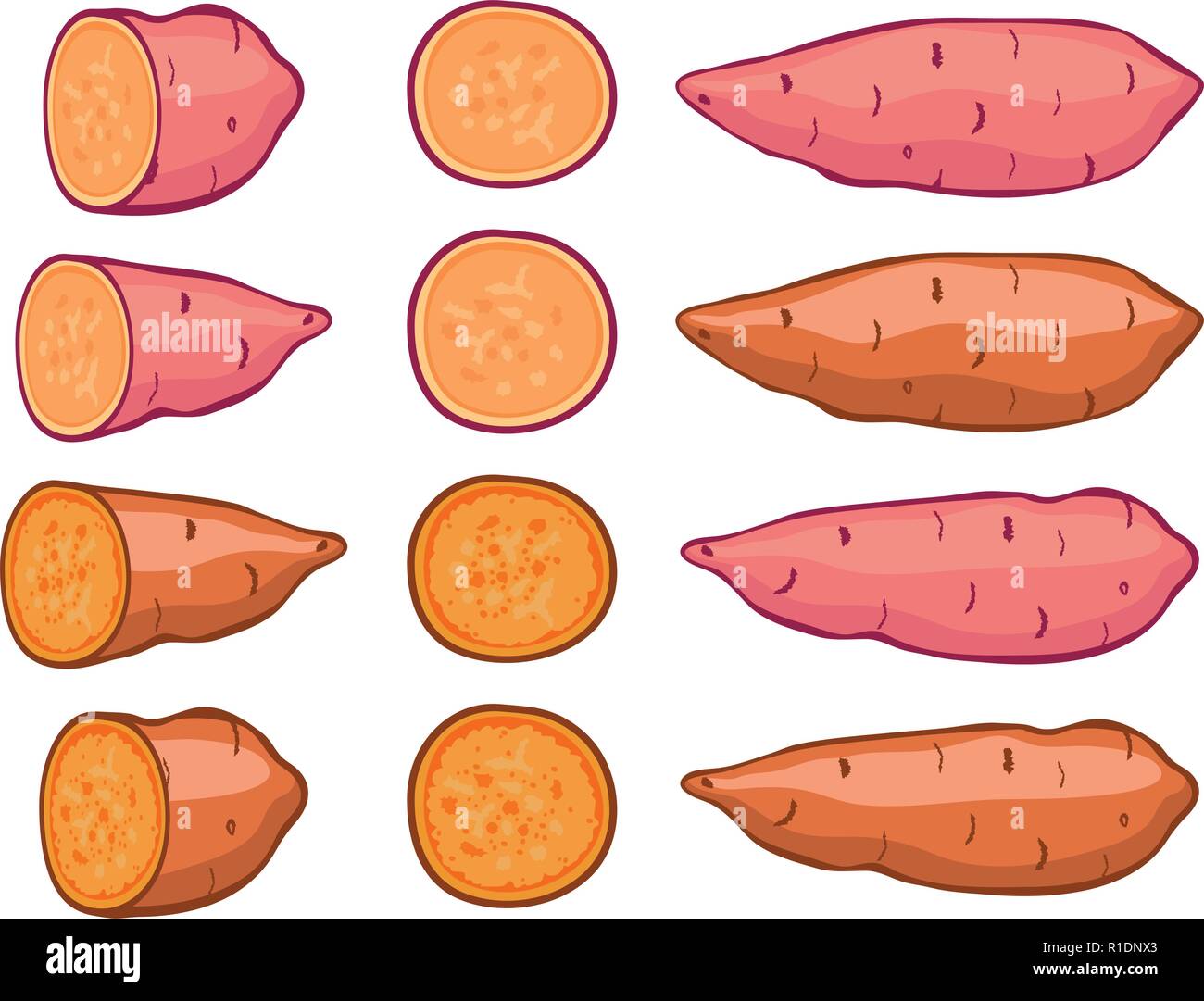 vector sweet potatoes set isolated on white background. raw batatas potato slices. healthy organic food, vegetable agriculture. Stock Vector