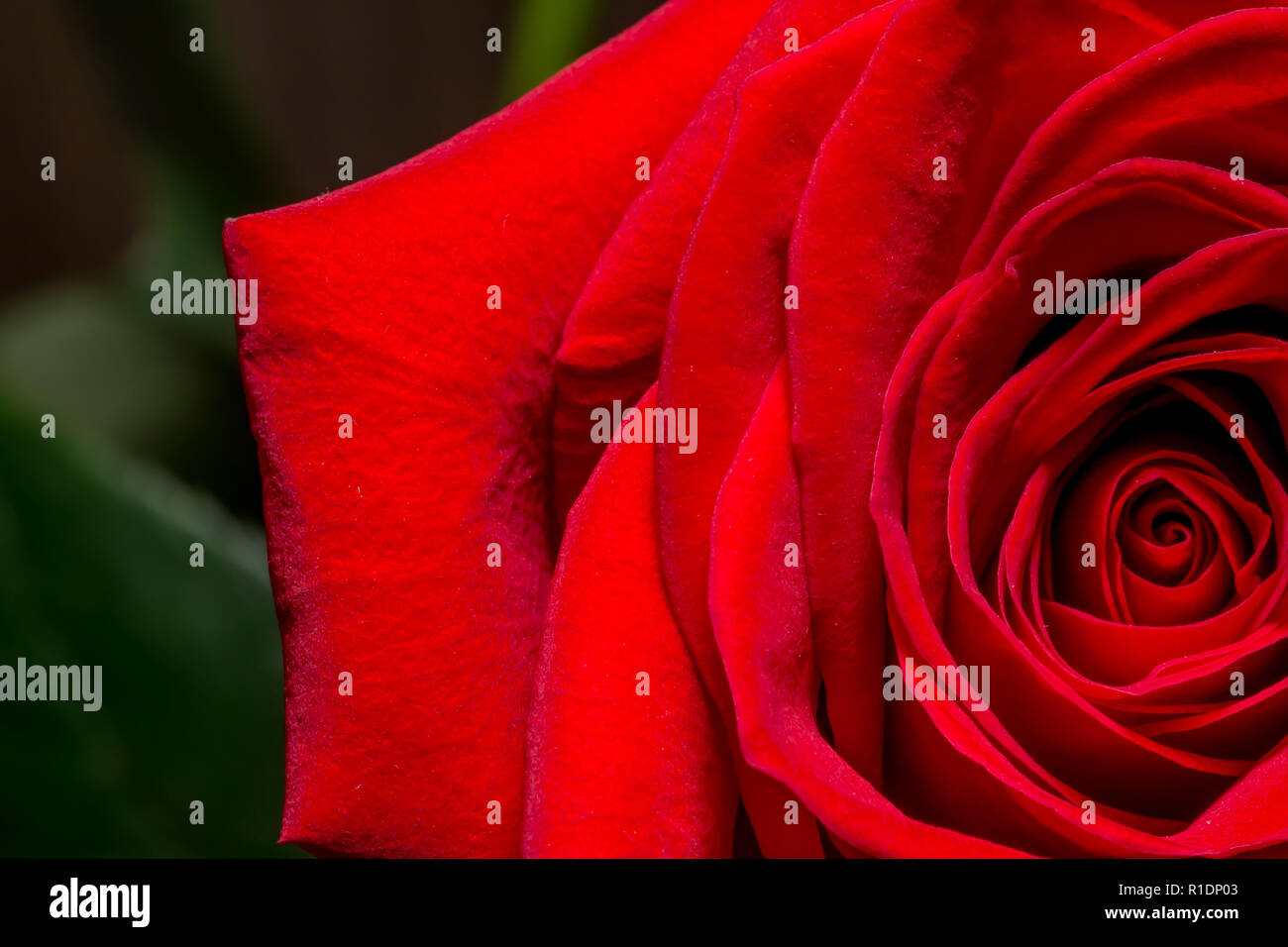 Red rose macro background Stock Photo - Alamy