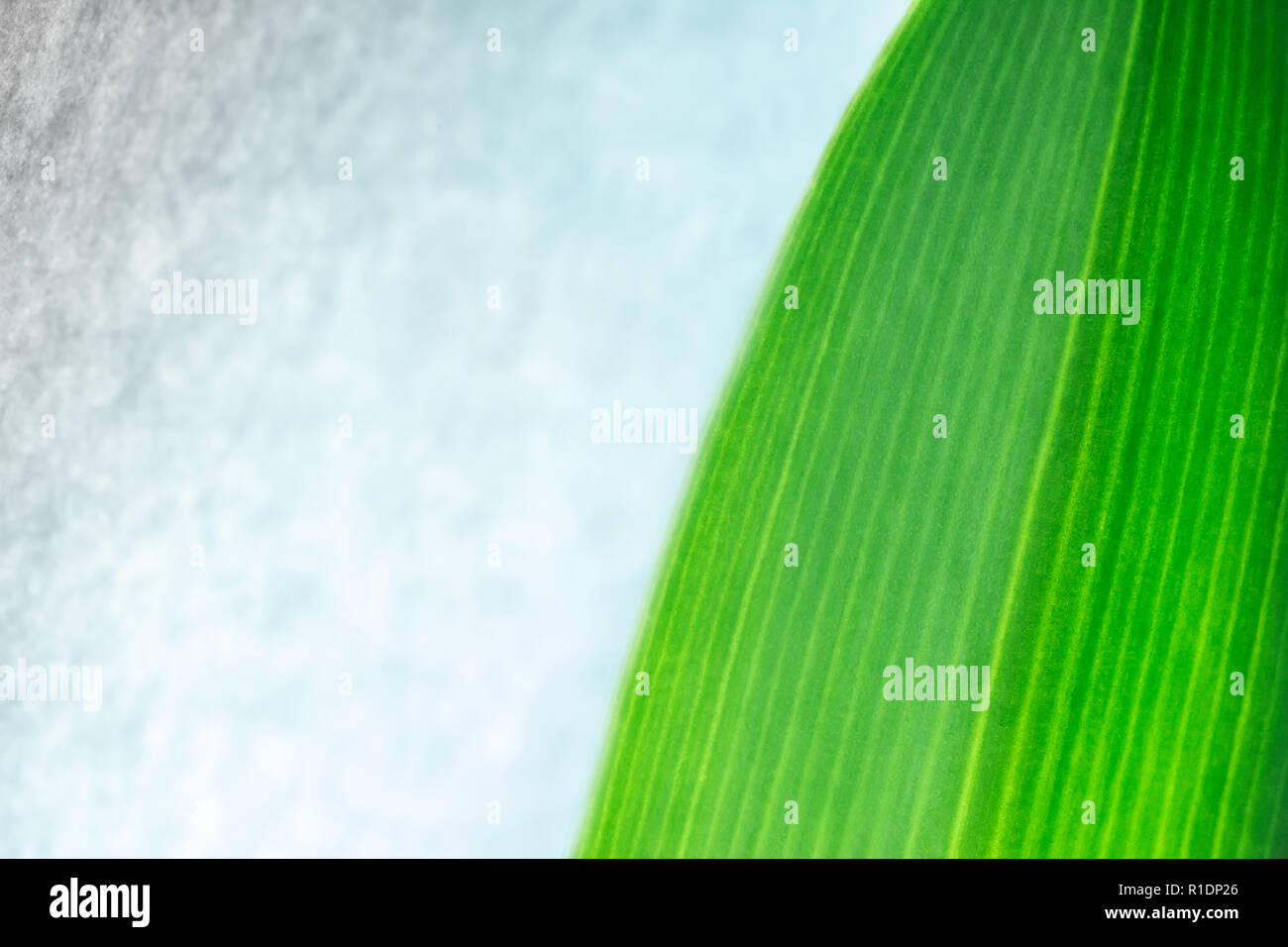 Green leaf texture background close up macro Stock Photo - Alamy