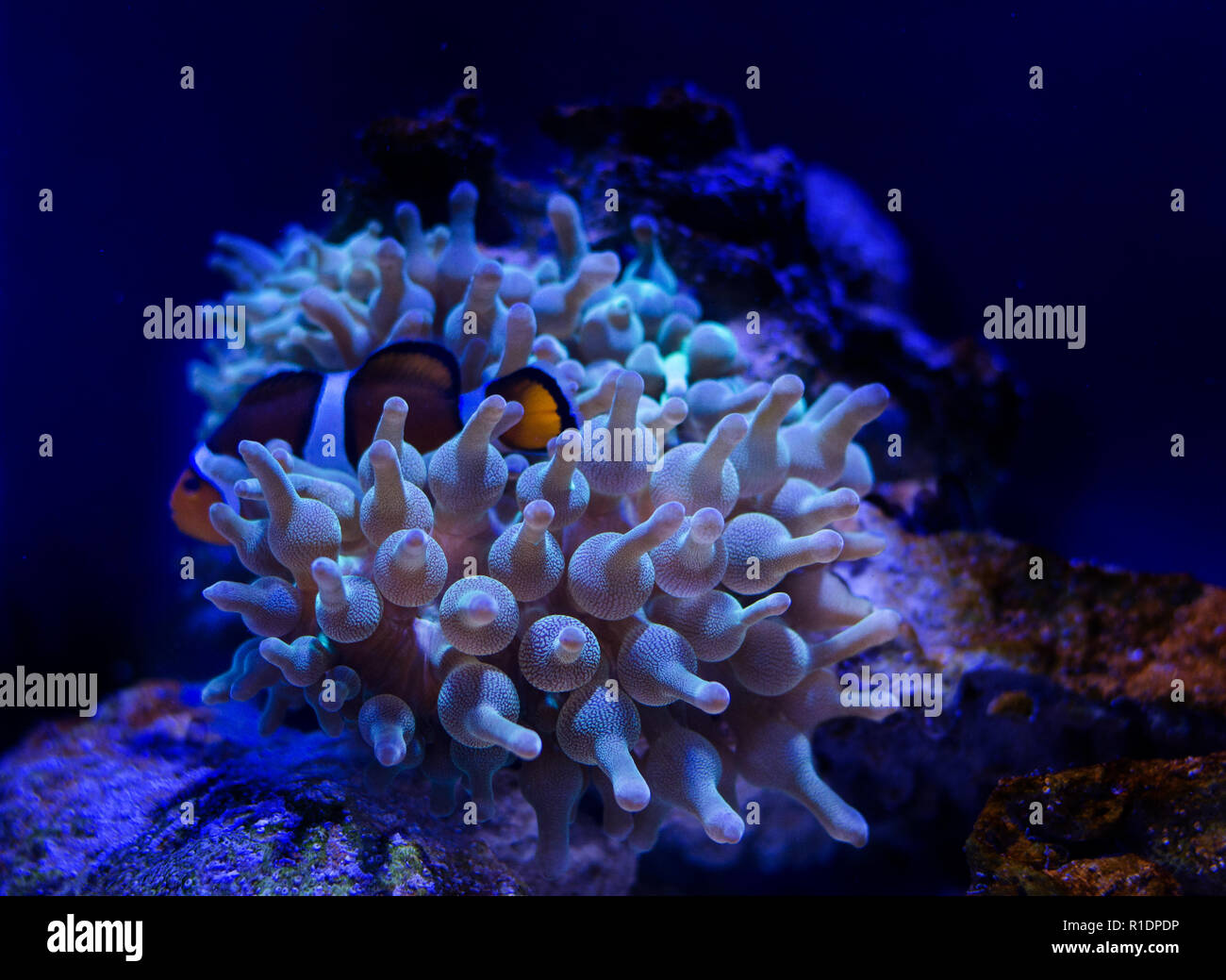 Sea anemone in a dark blue water of aquarium. Tropical marine life