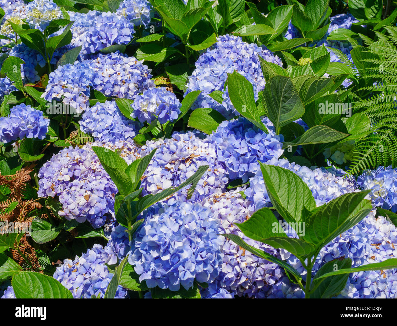 Image of beautiful blooming hydrangea in the nature of Azores Portufal