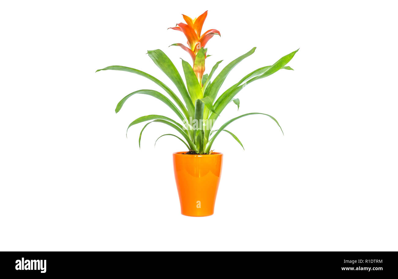 Blooming orange bromeliad flower with green leaves in orange stylish pot closeup isolated on white background Stock Photo