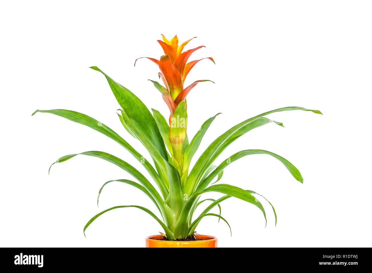 Blooming orange bromeliad flower with green leaves close-up isolated on white background Stock Photo