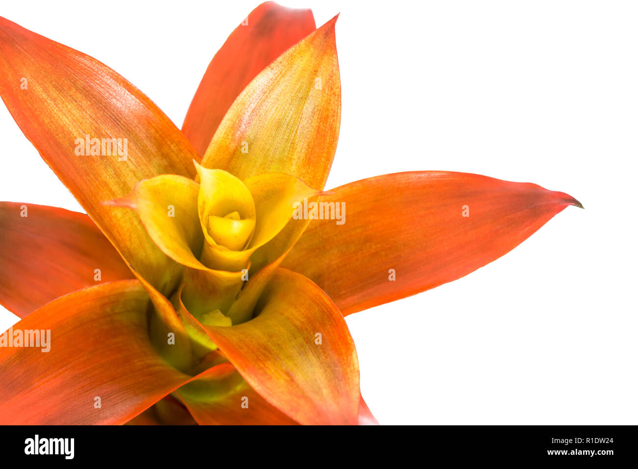 Blooming orange bromeliad flower close up isolated on white background Stock Photo