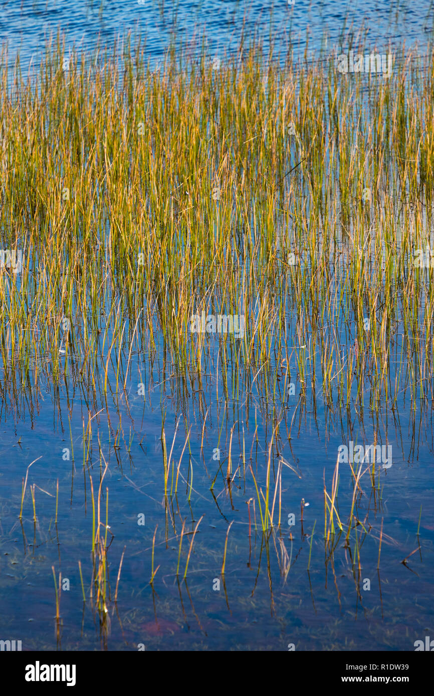 Reed in water, Shetland, UK Stock Photo - Alamy