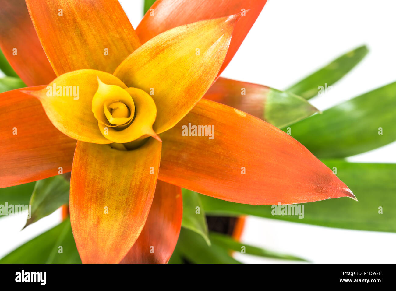 Blooming orange bromeliad flower close up isolated on white background Stock Photo