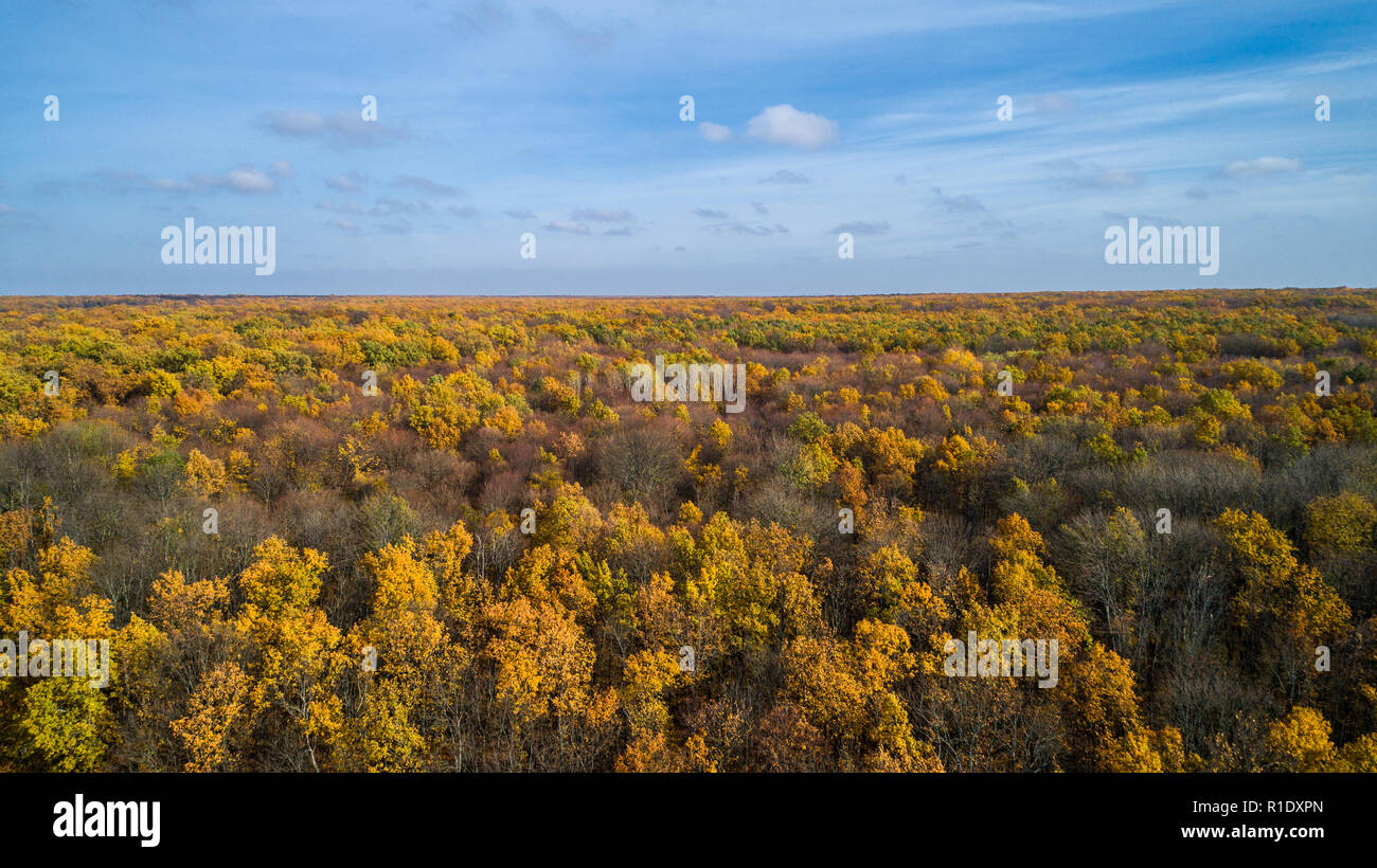 Aerial view of an autumn forest at sunset. Amazing landscape with trees ...
