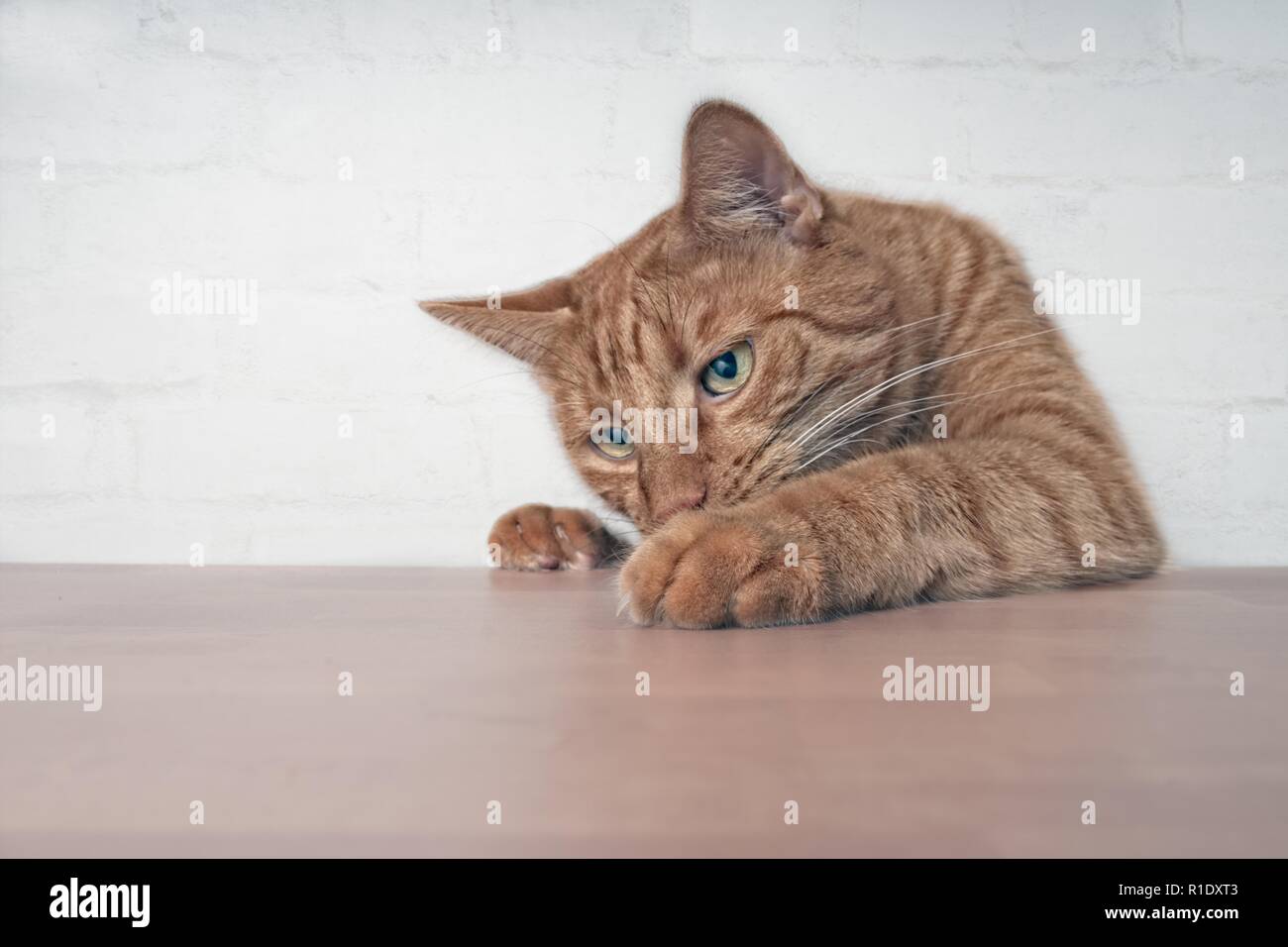 Naughty ginger cat showing paws on wooden table. Stock Photo