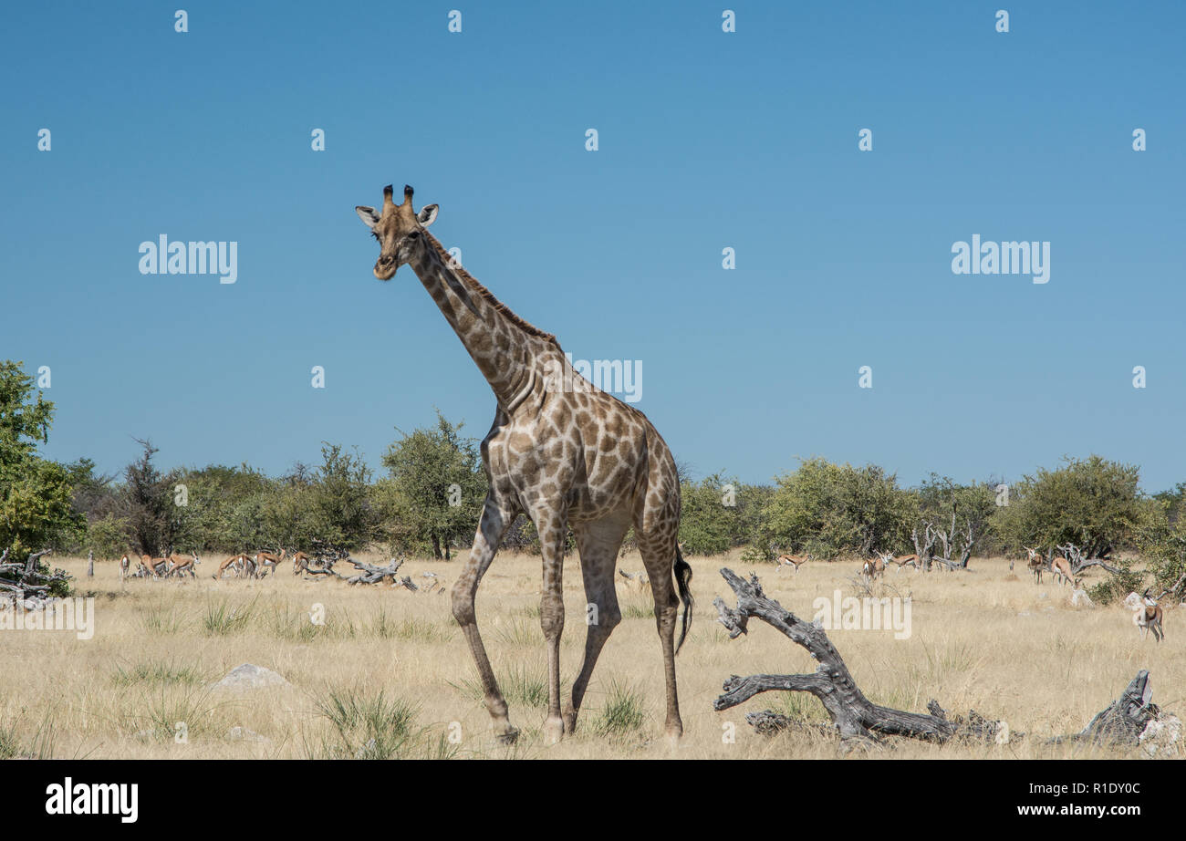 The picture of the giraffe was taken in Etosha national park close to Ombika waterhole Stock Photo
