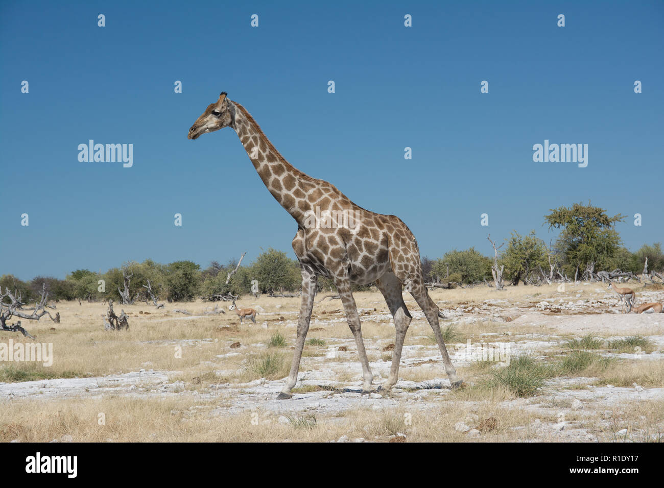 The picture of the giraffe was taken in Etosha national park close to Ombika waterhole Stock Photo