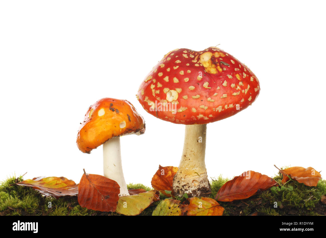 Fly agaric mushrooms growing in moss and leaf litter against a white background Stock Photo