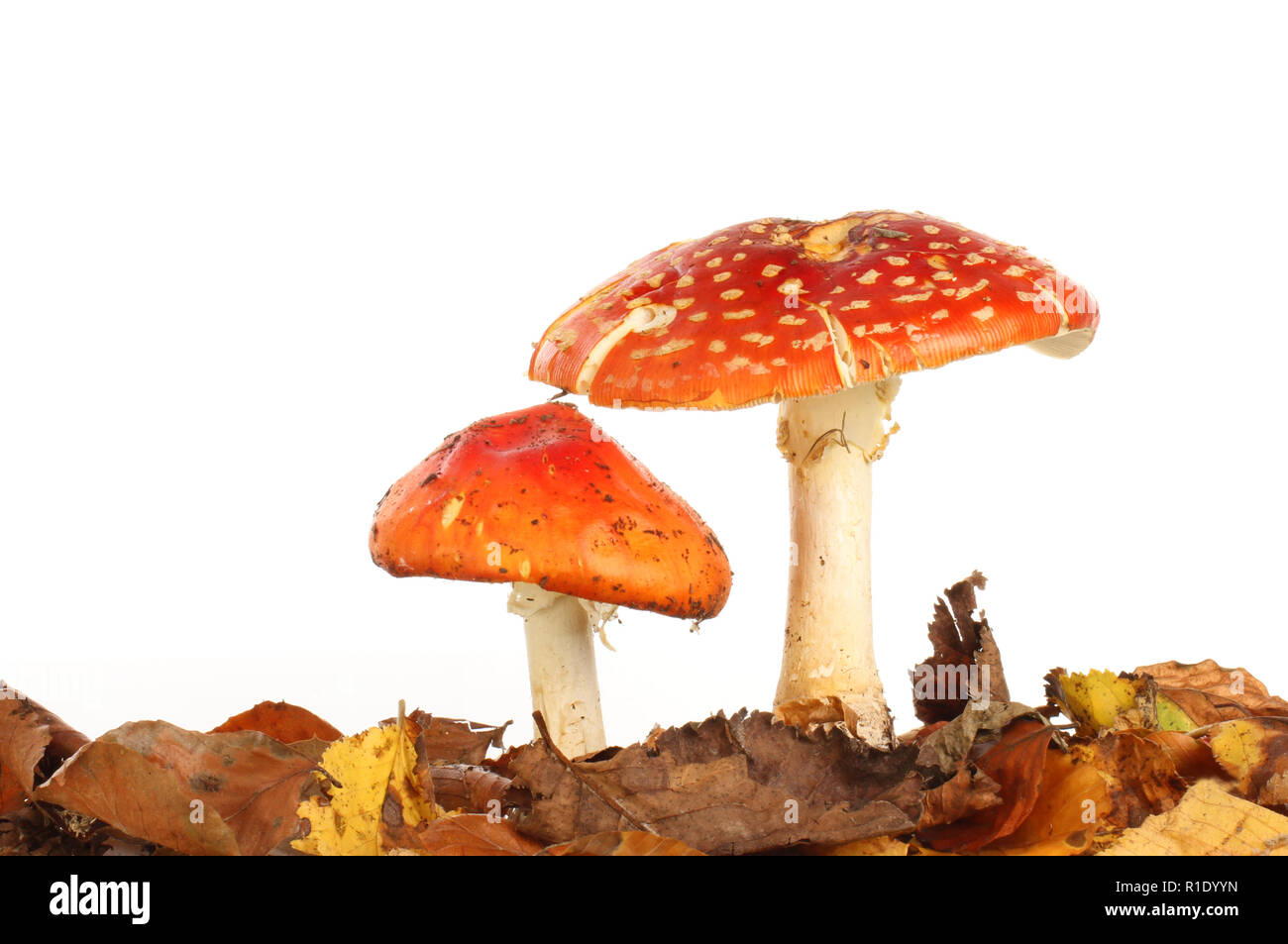 Two fly agaric mushrooms growing in leaf litter against a white background Stock Photo