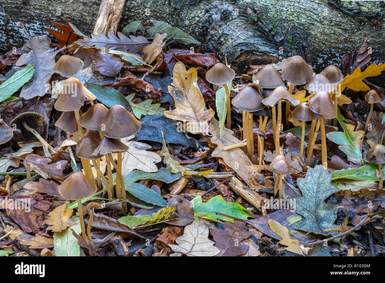 Two bunches of brown umbrella shaped toadstools Stock Photo