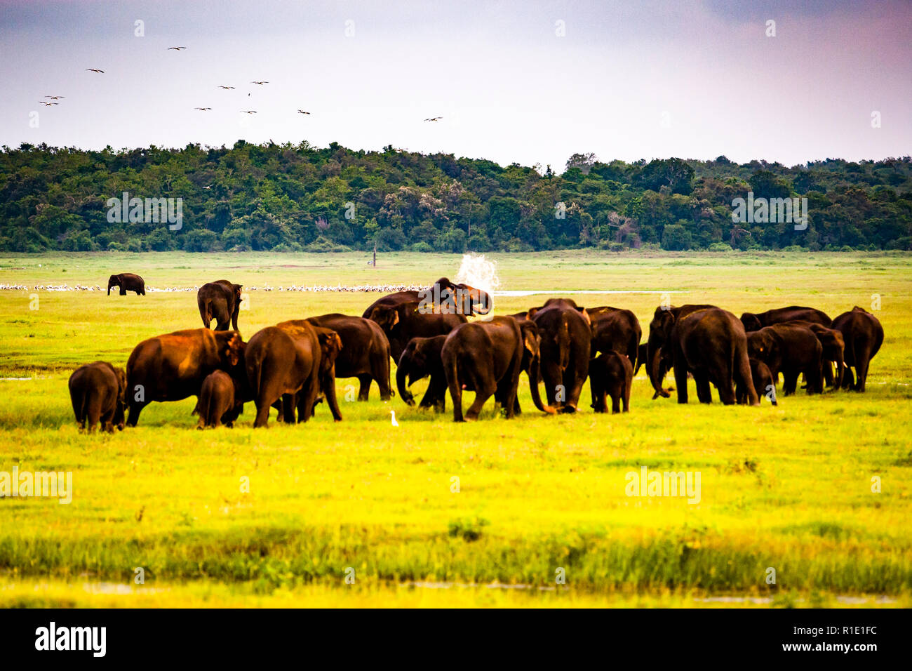 An elephant sprays itself with water amid a herd in Kaudulla National Park, Sri Lanka, as egrets fly across the plain. Established in 2002, the park is linked to neighbouring Minneriya National Park by a wildlife corridor. Hundreds of wild elephants gather at the Kaudulla tank during the dry season between August and October. Stock Photo