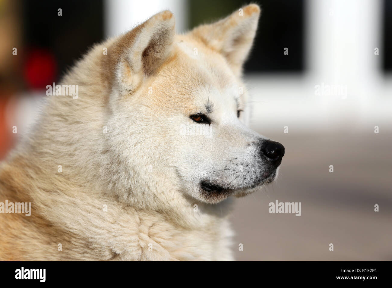 Outdoor close up portrait of an akita dog or akita inu japanese akita Stock Photo Alamy