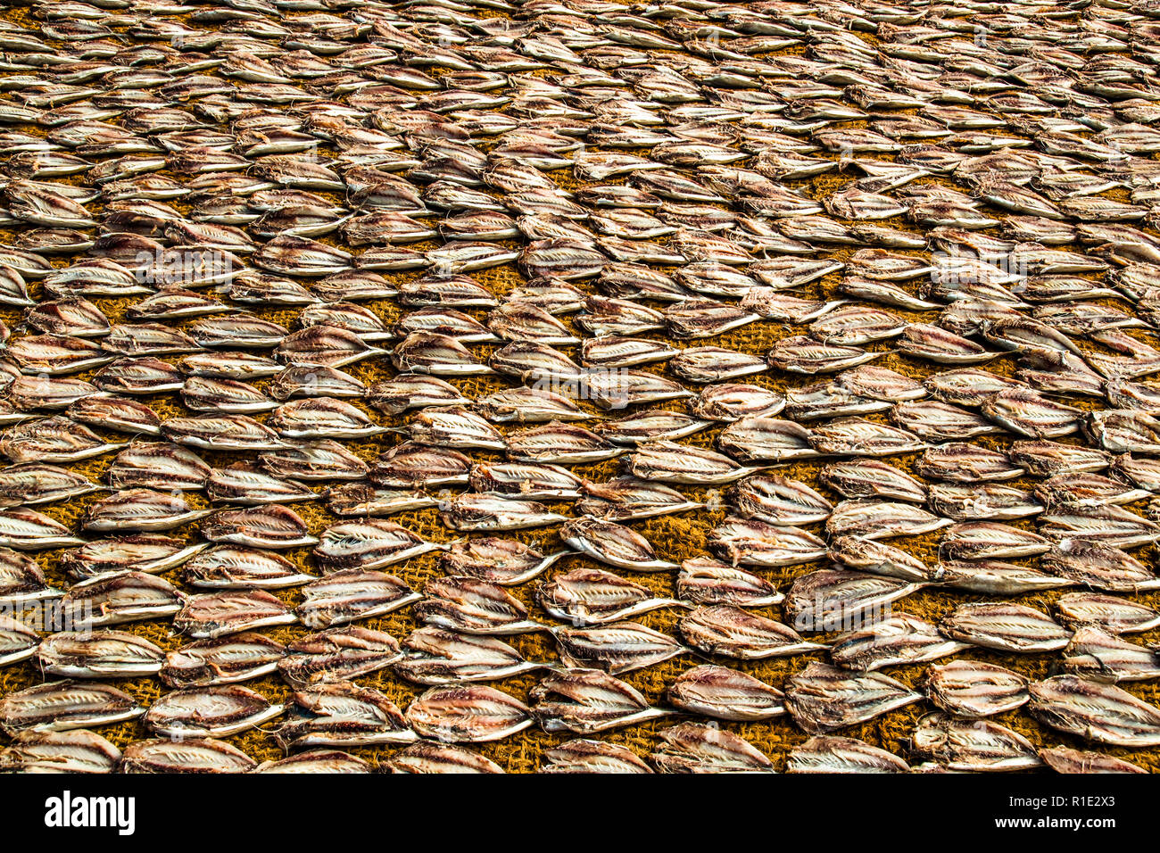 Fishing and salted fish production hot spot of Sri Lanka Stock Photo