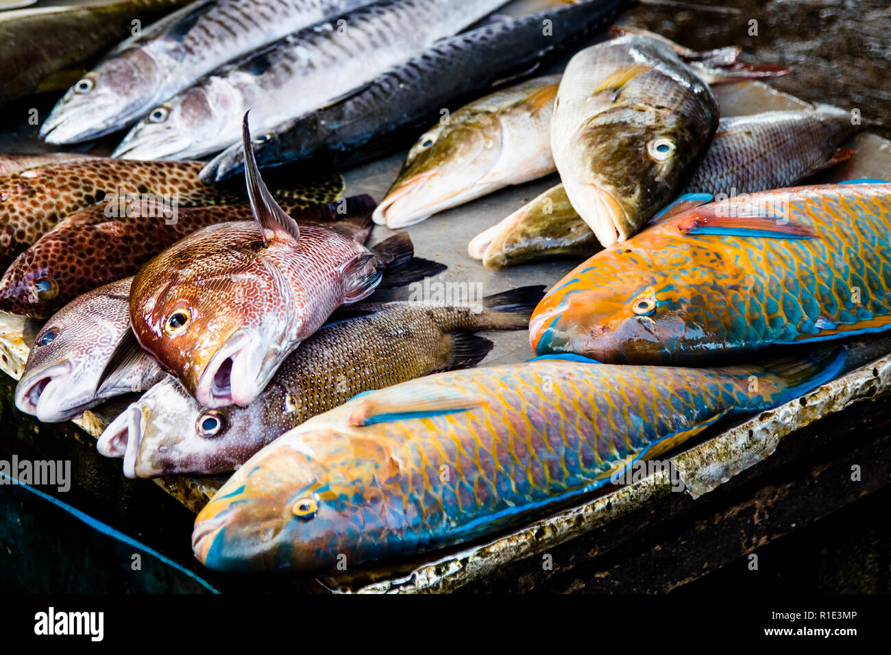 Fish market in Sri Lanka. Fishing and salted fish production hot spot of Sri Lanka Stock Photo