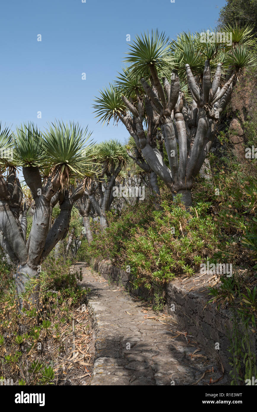 Dragon Tree (Dracaena draco), Jardín Botánico Canario Viera y Clavijo ...