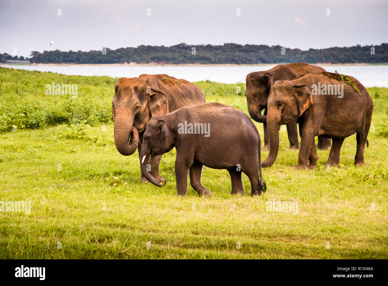 Elephants in Kaudulla National Park, Sri Lanka Stock Photo