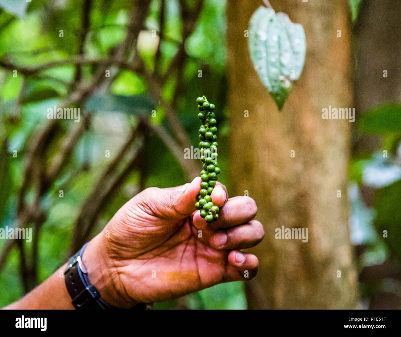 Pepper in Sri Lanka spice garden Stock Photo