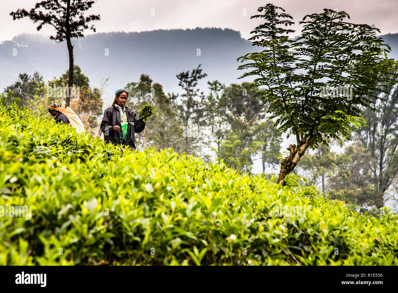 Tea Plantation in Sri Lanka Stock Photo