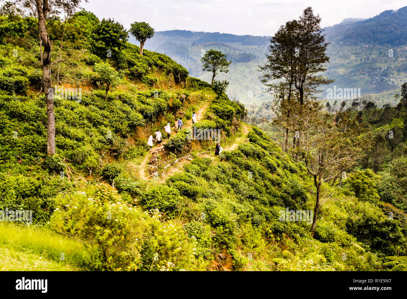 Tea Plantation in Sri Lanka Stock Photo
