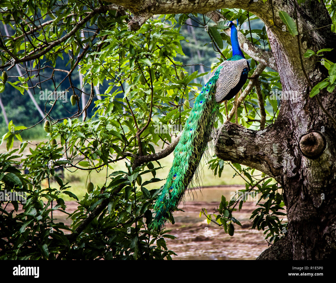 Peacocks can often be seen on the hotel grounds in Sri Lanka Stock Photo